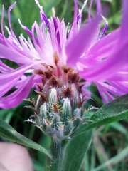 Centaurea fleischeri