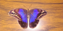 Eryphanis aesacus