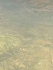 Semotilus atromaculatus