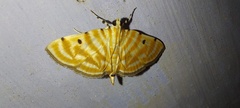 Notarcha