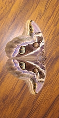Eryphanis aesacus