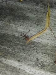 Acholla multispinosa