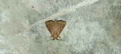 Praesetora divergens