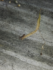 Acholla multispinosa