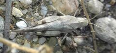 Oedipoda caerulescens