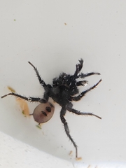 Antrodiaetus pacificus