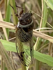 Diceroprocta marevagans