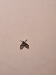Psychodidae