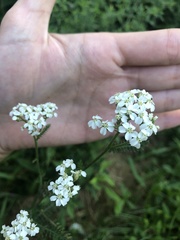 Achillea millefolium image