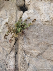 Asplenium ruta-muraria
