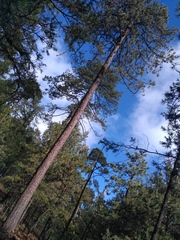 Pinus durangensis