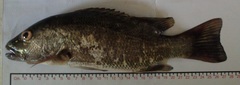 Lutjanus novemfasciatus