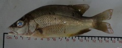 Lutjanus argentiventris