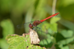 Sympetrum sanguineum