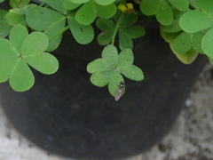 Fazia