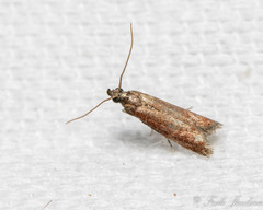 Varneria postremella