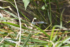 Platycnemis pennipes