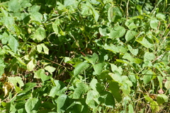 Sympetrum sanguineum