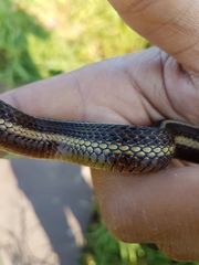 Thamnophis butleri