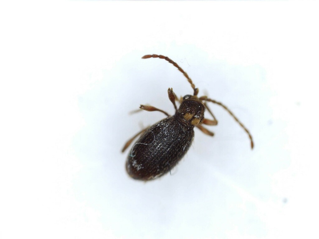 Eastern Spider Beetle