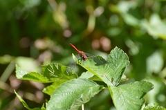 Sympetrum sanguineum