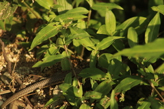 Aspidoscelis guttatus