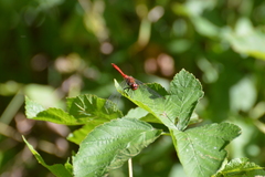 Sympetrum sanguineum