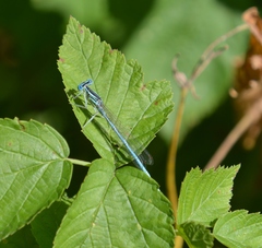 Platycnemis pennipes