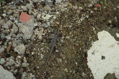 Urosaurus bicarinatus