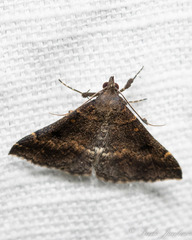 Hypena sordidula