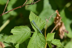 Platycnemis pennipes