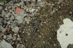 Urosaurus bicarinatus