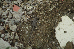 Urosaurus bicarinatus