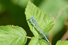 Platycnemis pennipes