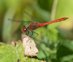 Sympetrum sanguineum