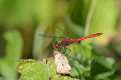 Sympetrum sanguineum