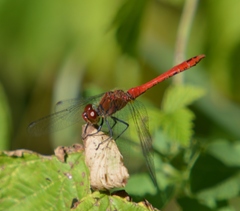 Sympetrum sanguineum