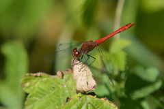 Sympetrum sanguineum