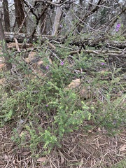 Prostanthera decussata
