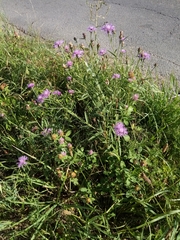 Centaurea oxylepis