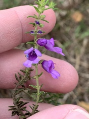 Prostanthera decussata