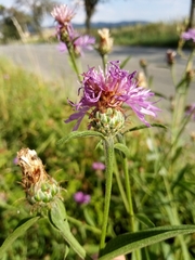 Centaurea oxylepis