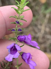 Prostanthera decussata