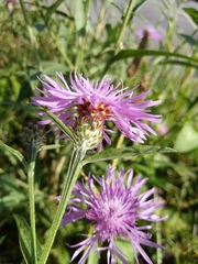Centaurea oxylepis
