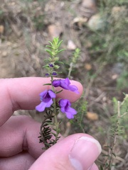 Prostanthera decussata
