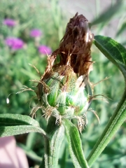 Centaurea oxylepis