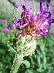 Centaurea oxylepis