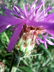 Centaurea oxylepis
