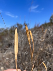 Calochortus weedii