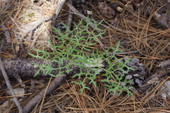 Psacalium decompositum